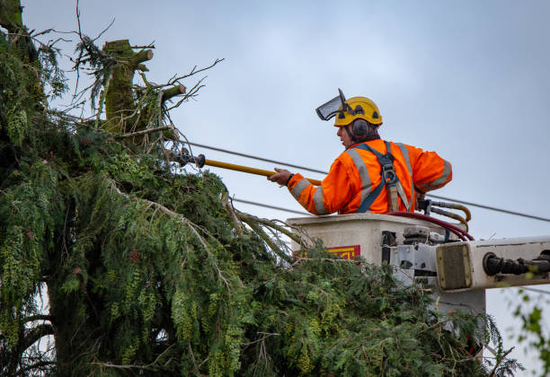 How Our Tree Care Process Works  in  Goulding, FL